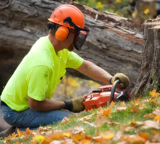 tree services Dover Plains